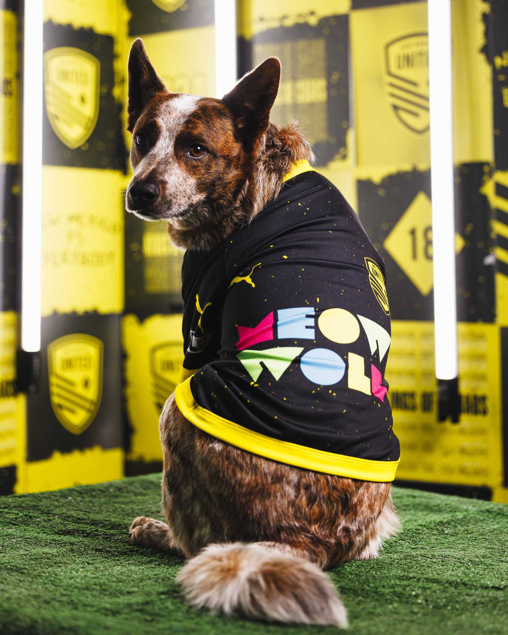 Steelers dog hoodie online