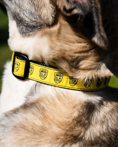 NMU Dog Collar