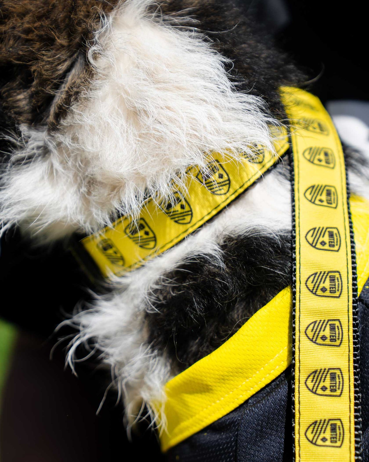 NMU Dog Collar